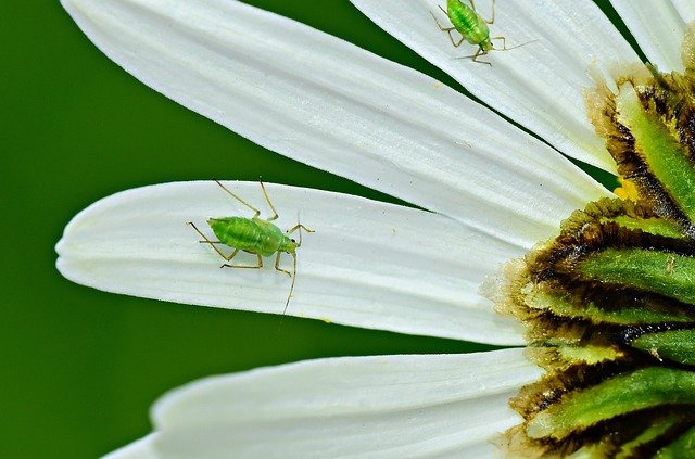 20 Insects That Can Be Extremely Dangerous To Plants Harmful Harmful insects