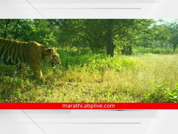8 tigers found in conservation reserves in parts of Kolhapur and Sindhudurg


