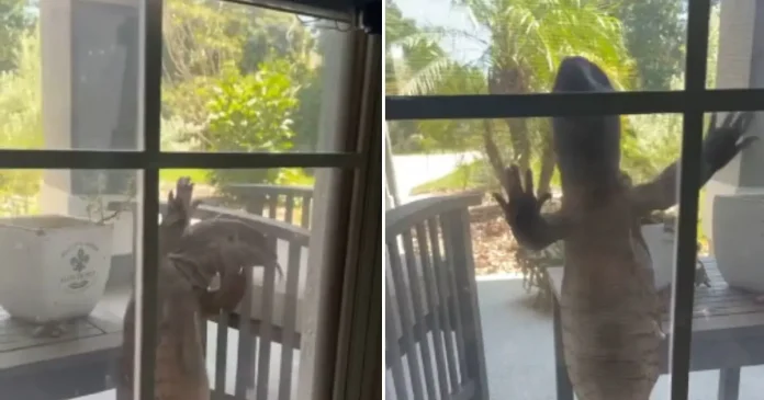  A big lizard knocked on the door of the house!  He took out his tongue and tried to open the mirror

