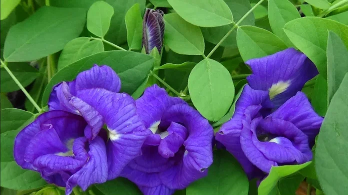 Aprajita Flower Farming: अपराजिताच्या फुलांची शेती करा आणि तिप्पट नफा कमवा