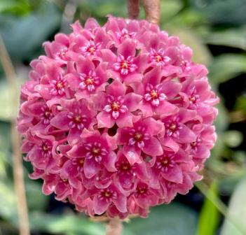 Bring beautiful Hoya plants to your home. Bring beautiful Hoya plants to your home today