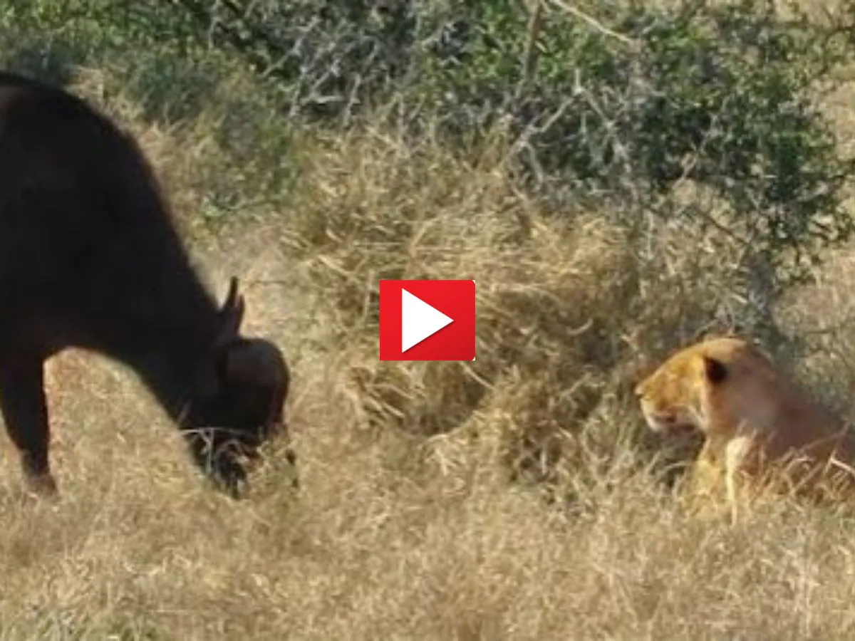 'Buffalo needs glasses': The buffalo reached close to the lion, 'Buffalo needs glasses': The buffalo reached close to the lion, then watch the video, what happened next?