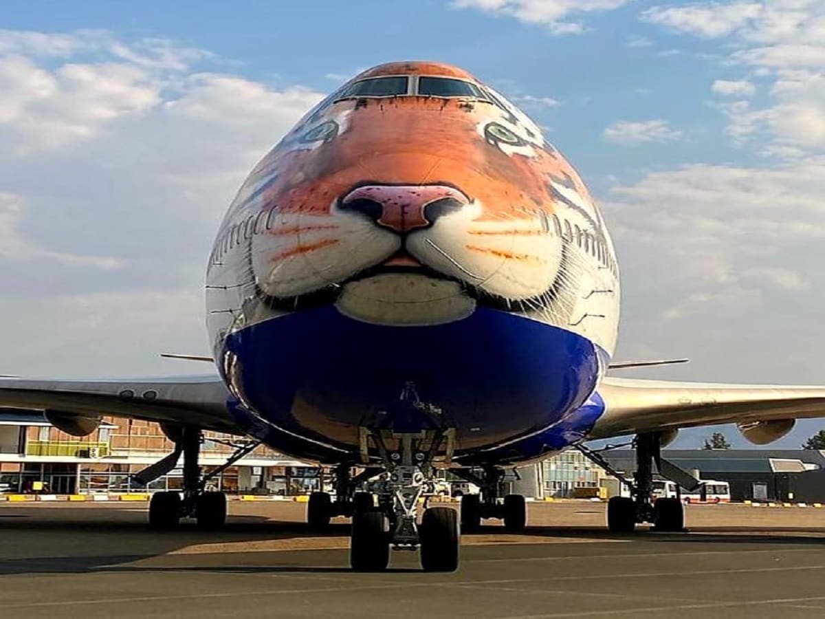 Cheetahs will stay for 16 hours without eating in Pet Cheetahs will stay for 16 hours without eating in Pet is special flight