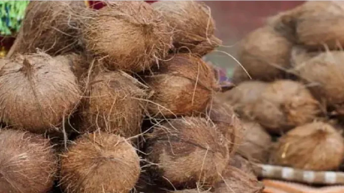 Coconut : नारळ फोडताय? 'या' गोष्टीची विशेष काळजी घ्या 