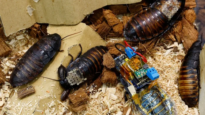 Cyborg Cockroaches Powered by Solar Cells Could Help First Responders in Disaster Areas: Details