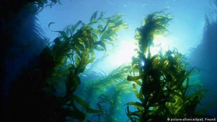 Kelp forest in the Pacific Ocean off California. 