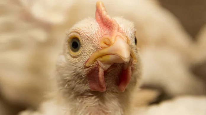 Lampi Virus in Chicken :  तुमच्या चिकनमध्ये लंपी व्हायरस?
