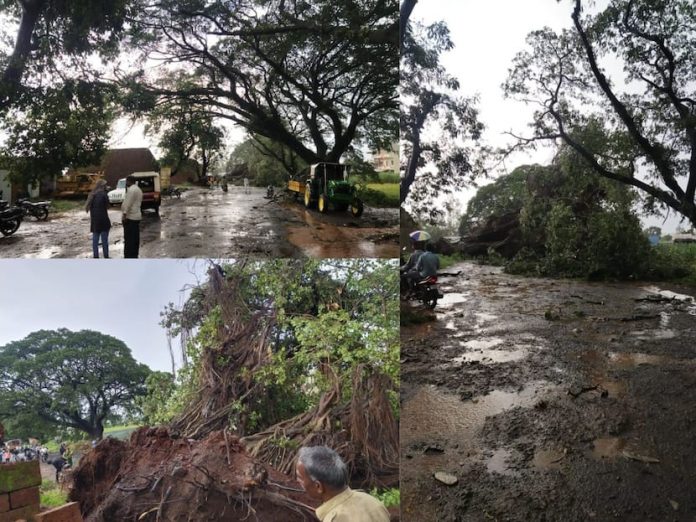 Giant banyan tree fell on Kolhapur Gaganbavda road affecting traffic Giant banyan tree fell on Kolhapur Gaganbavda road affecting traffic
