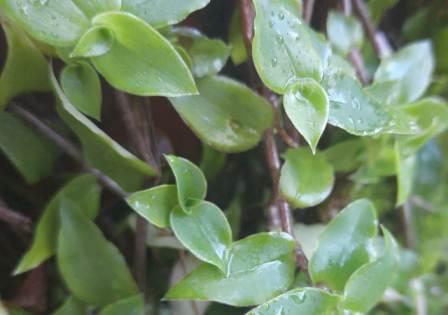 How to make your home more attractive with turtle wine | Turtle vine plant Turtle vine plant
