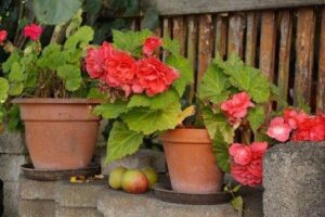How to plant a beautiful begonia plant at home. Begonia Care Begonia Care in Hindi