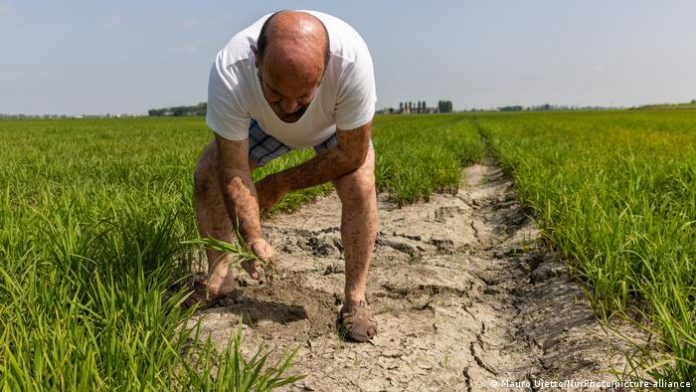 How to protect the soil from drought and heat | Farmer examines dry soil