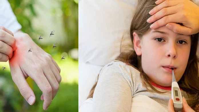 Know about home remedies to prevent dengue mosquito dengue fever डेंग्यूचा धोका वाढतोय!'या' टीप्स वापरून घरातले डास पळवा