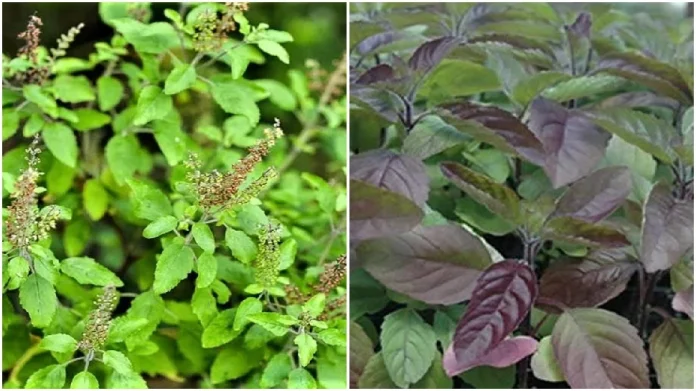 Tulsi Niyama: What is the difference between Ram and Shyama Tulsi?  Which Tulsi plant is auspicious for home
