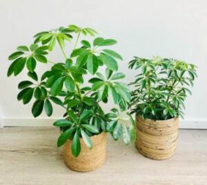 Learn about umbrella plant care here. Umbrella plant care in Hindi