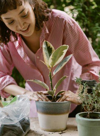 Make your home more attractive with rubber plants. Caring for rubber plants Caring for rubber plants