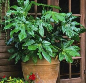 Plant futsia plant at home and try it fatsia plant in hindi