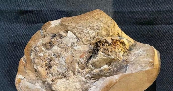 Scientists have discovered the world's oldest heart, which has been preserved for 38 million years

