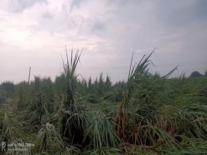 Soybean and other crops damaged due to rain in Marathwada, flower cultivation disrupted in Hingoli and a woman died due to lightning in Latur


