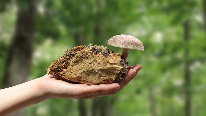 Shiitaké produit par la start-up de micothérapie Hifas da Terra en Espagne.