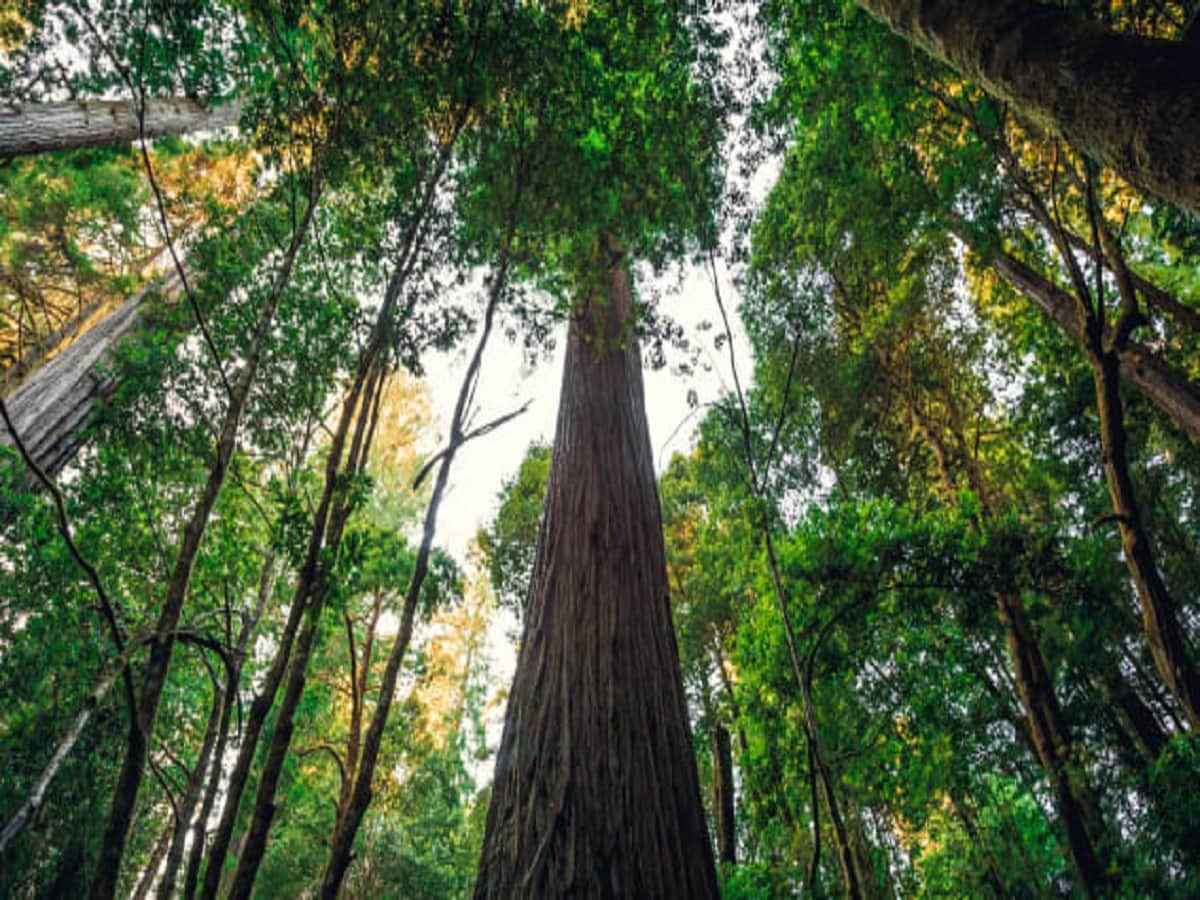 Those found close to the world's tallest tree will be Those found close to the world's tallest tree will be fined 4 lakhs