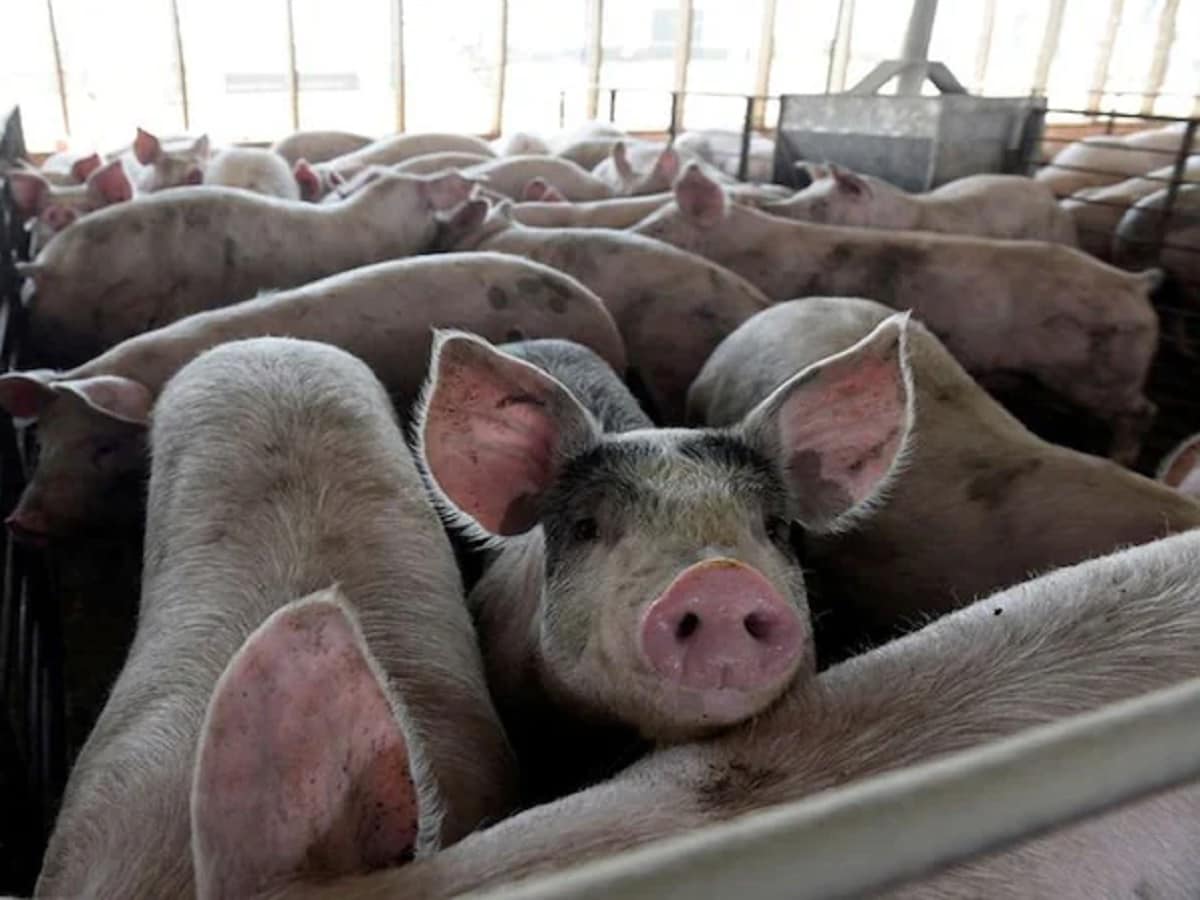 US scientists succeed in restoring function of cells and organs US scientists succeed in restoring function of cells and organs in dead pigs