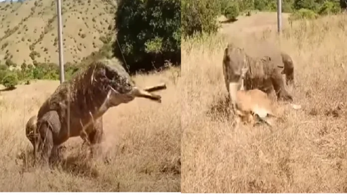 viral;सरपटत आलेल्या घोरपडीनं खाल्लं हरणाच पिल्लू... Video ची एकच चर्चा