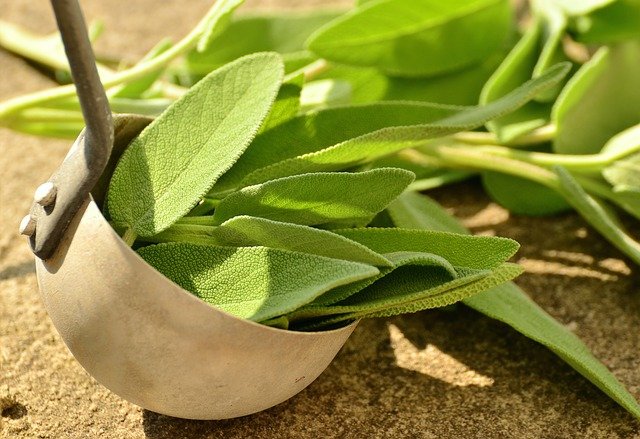 What is sage plant and what are its benefits? Sage plant in hindi Sage plant in hindi