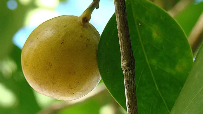 Health advice: Never try to eat this fruit, otherwise you will suffer the consequences


