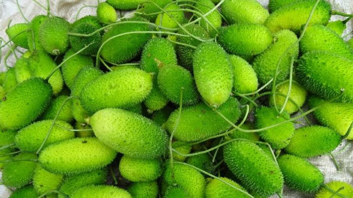 Health benefits of bottle gourd also known as Kantola in Health Benifits : या भाजीत आहेत 20 पेक्षा जास्त पोषक तत्त्वं, खाल तर निरोगी राहाल...