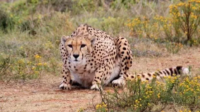 Madhya Pradesh Kuno National Park Asha Cheetah may be pregnant मध्य प्रदेशातील Cheetah देणार Good News; देशात चित्त्यांची संख्या वाढण्याची 'आशा'