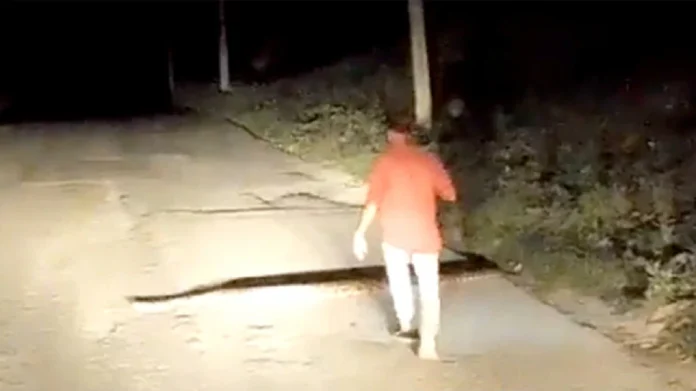 गाडीसमोर आला महाकाय साप पकडताच पुढे जे झाले ते पाहून तुमचाही उडेल थरकाप, पाहा Video