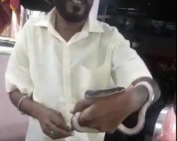 Wardha: One dies due to snake bite after mistaking Manyar Wardha: One dies due to snake bite after mistaking Manyar snake as Dhaman