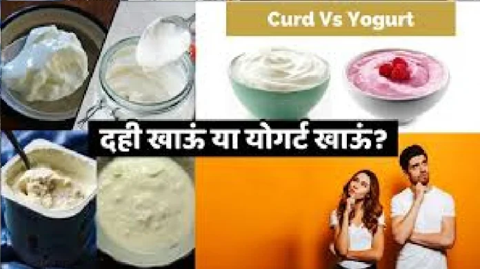 Curd Or Yogurt: तुम्हाला दही खायला आवडतं नाही, मग Yogurt कधी ट्राय केलं आहे का?